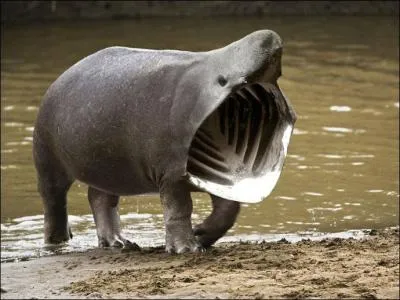 Un nouvel animal bizarre vient de prendre sa place dans notre bestiaire !