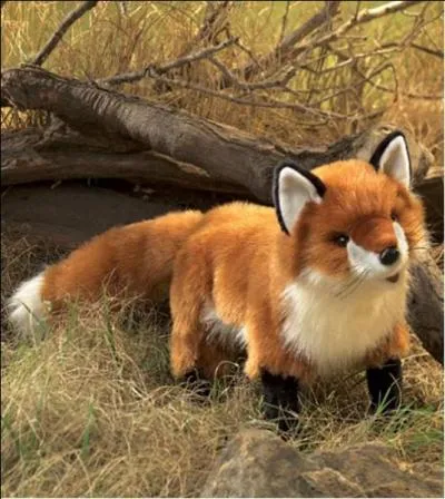 Que voyez-vous sur l'image ?