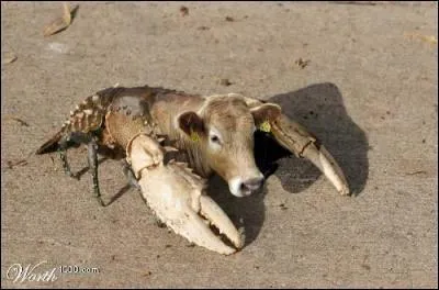 J'étais à la pêche en rivière quand j'ai découvert ce curieux animal, je n'en reviens toujours pas, vous allez en pincer pour lui si vous trouvez son nom !