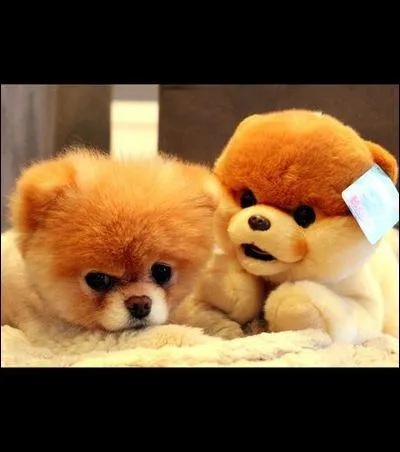 Que voyez-vous sur la photo ?