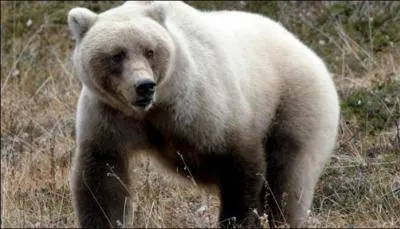 C'est un croisement entre l'ours polaire et le grizzly !