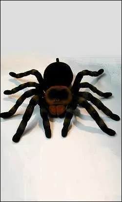 Quelle est cette araignée ?