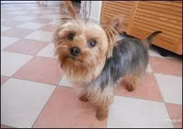 Quelle est la race de ce chien ?