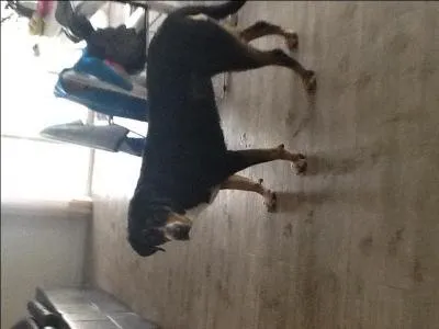 Quelle est la race de ce chien ?