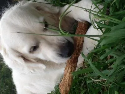 Quelle est la race de ce chien ?