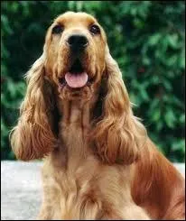 Quelle est la race de ce chien ?