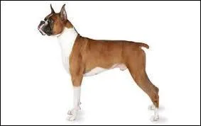 Quelle est la race de ce chien ?