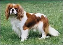 Quelle est la race de ce chien ?