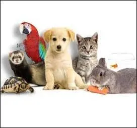 Quelle chanson du groupe de rock britannique The Animals a été reprise en français par Johnny Hallyday et rebaptisée "Le Pénitencier" ?