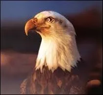 Quel est le plus gros succès du groupe de country rock Eagles ?