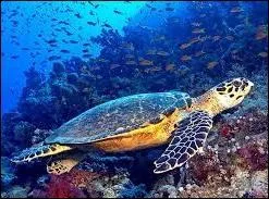 Avec quel single The Turtles se sont-ils fait connaître en 1967 ?