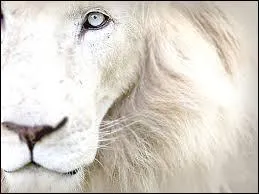 Lequel de ces titres est issu du répertoire du groupe de glam metal américain White Lion ?