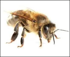 Laquelle de ces chansons est un tube des Bee Gees ?