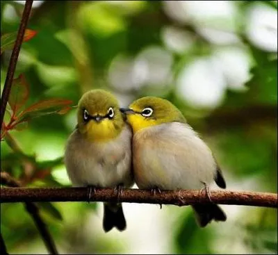 Quel morceau écrit et interprété par Bob Dylan a été repris par les Byrds ?