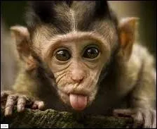 Avec quelle chanson The Monkees, un groupe formé pour les besoins d'une série télévisée des années 60, s'est-il fait remarquer ?