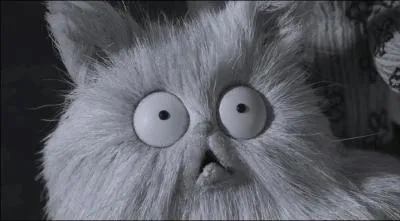 Comment est ce drôle de chat ?