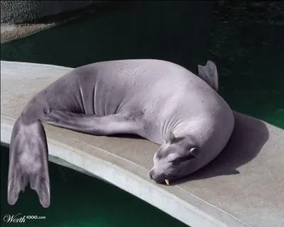 Lamantine, un des quelques Pokémon de double type Eau/Glace, peut également aimer. Quelle affirmation est vraie ?