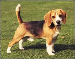 Quelle est la race de ce chien ?