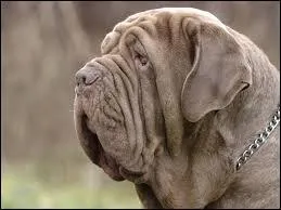 Quelle est la race de ce chien ?