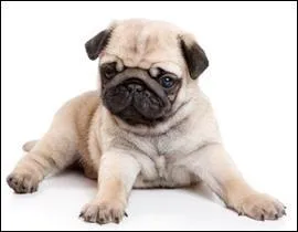 Quelle est la race de ce chien ?