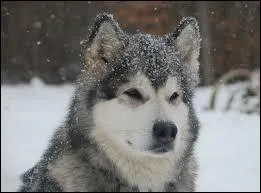 Quelle est la race de ce chien ?