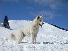 Quelle est la race de ce chien ?