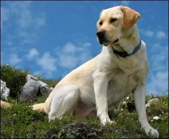 Quelle est la race de ce chien ?