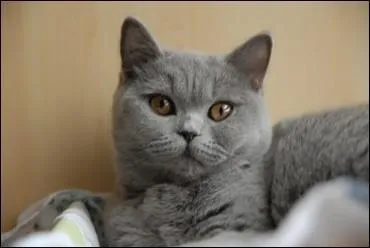 Quelle est la race de ce chat ?