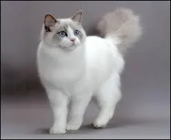 Quelle est la race de ce chat ?