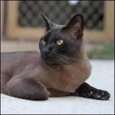 Quelle est la race de ce chat ?