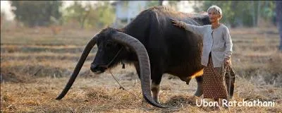 Si vous ne trouvez pas ce pays, hou les cornes !