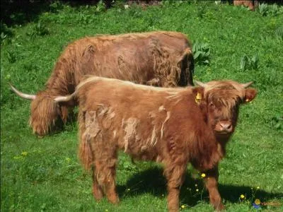 Si vous ne trouvez pas le pays, je sens que vous allez être verts ... de rage, par Saint-Patrick !