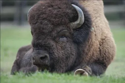 Il parcourut les grandes plaines, appelé buffalo, il est à présent protégé et réintroduit !