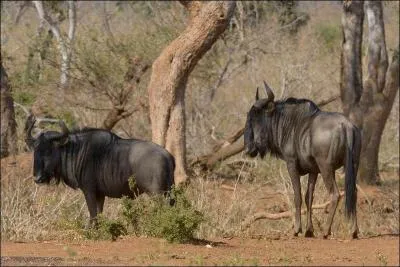Sa migration est très attendue par de grands sauriens !