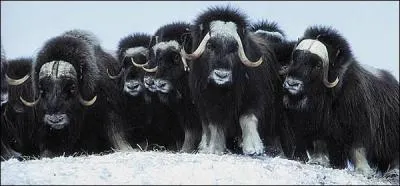 Contrairement à ce que peuvent laisser supposer leur apparence, ces animaux sont des cousins de la chèvre, lors d'une attaque de loups, ils forment un groupe et placent leurs petits à l'intérieur, on les trouve ...