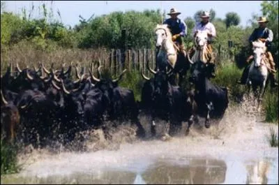 Un indice pour vous éviter de vous envaser ? Jobi joba !
