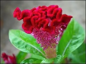 Vous croisez dans les belles eaux de la mer de ----- entre Cythère et Khassos.