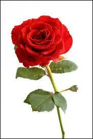 Le mot commence par Ar...