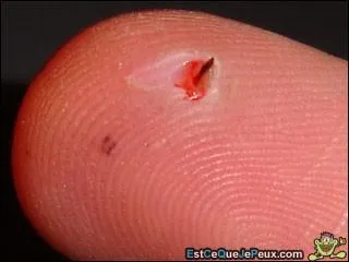 Nom commun, 7 lettres