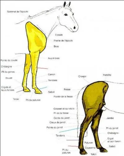 Comment s'appellent les parties montrées par un trait bleu ?