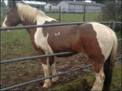 Comment décririez-vous une stabulation libre ?