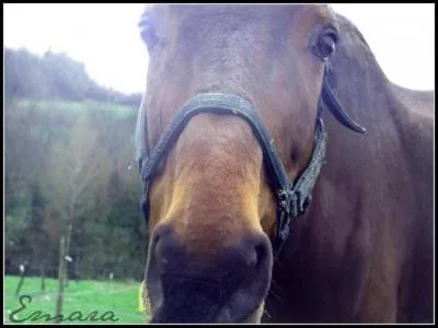 Comment décririez-vous une stalle ?