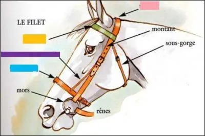 Quel est le nom de la partie jaune (1) ? De la partie violette (2) ?