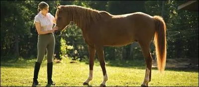 Pour aborder un cheval, il faut :