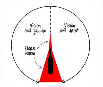 De combien de degrés est la vue d'un cheval ?