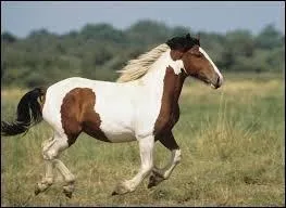 Quelle est la robe de ce cheval ?