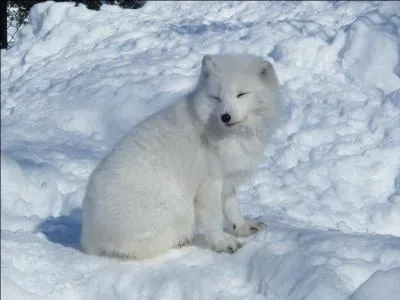 Voici un samoyède, une race de chiens couverte de longs poils blancs épais.