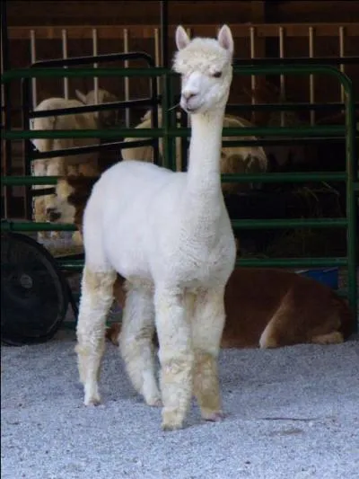 Voici un lama blanc.