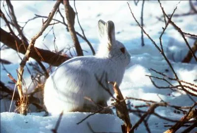 Cet herbivore devient blanc en hiver, c'est le lièvre ...