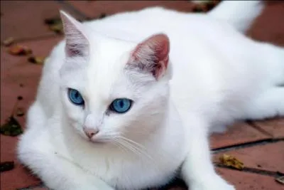 Ce chat est sûrement ...